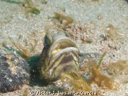 nice jaw fish in crash boat dive site at Aguadilla by Victor J. Lasanta Garcia 
